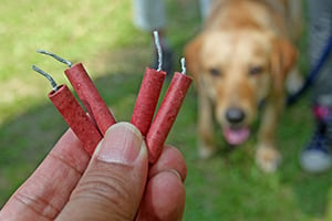 dog_and_fireworks